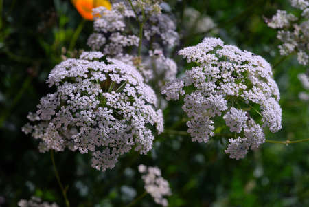 white flowers of Green Anise (Pimpinella anisum) close up