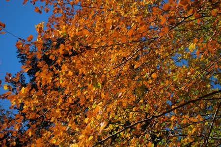 Autumn forest, undergrowth with green, yellow and golden foliage in Auvergneの写真素材