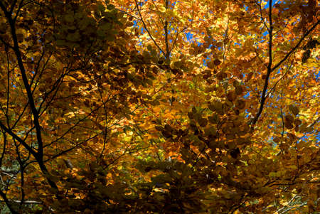 Autumn forest, undergrowth with green, yellow and golden foliage in Auvergneの写真素材