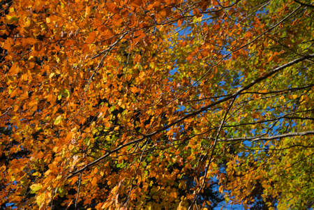 Autumn forest, undergrowth with green, yellow and golden foliage in Auvergneの写真素材