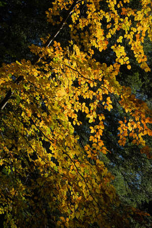 Autumn forest, undergrowth with green, yellow and golden foliage in Auvergneの写真素材