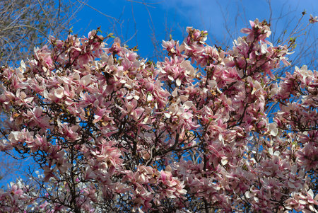 blooming magnolia branches, stunning pink flowersの写真素材