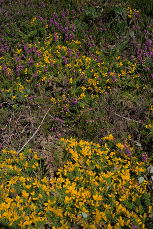 feet of yellow and pink heather on the Breton moor in close-up. pink granite coastの写真素材
