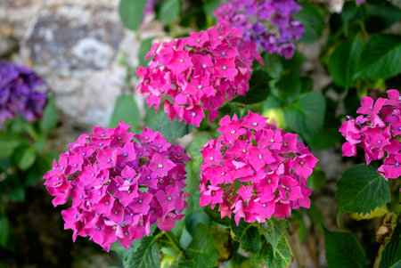 grove of pink Hydrangea flowers (Hydrangea)の写真素材
