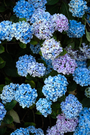grove of blue Hydrangea flowers (Hydrangea)の写真素材