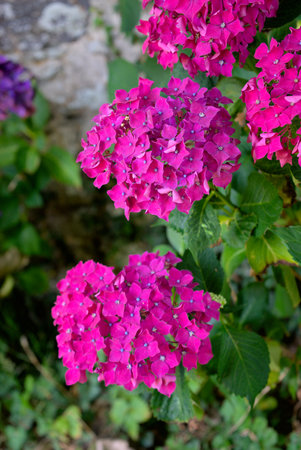 grove of pink Hydrangea flowers (Hydrangea)の写真素材