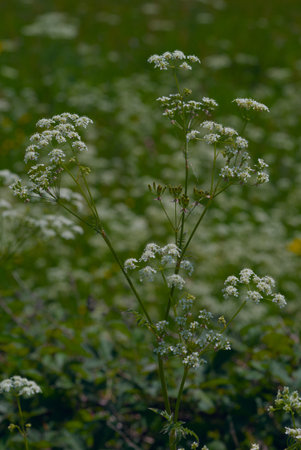 Wild Angelica or Forest Angelica also called Herbe aux anges or Sylvestre Angelica