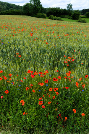 Natural field of cereals, grasses, poppies and cornflowersの写真素材