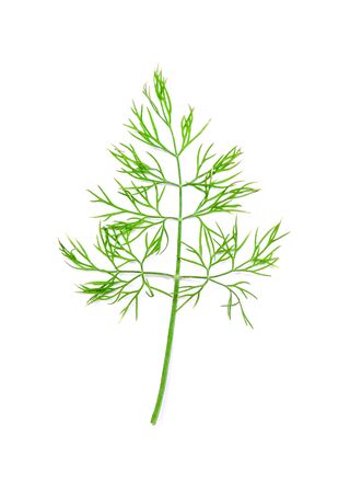 Dill leaves on white background.の写真素材