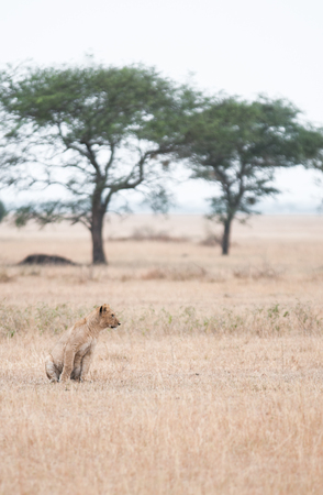 Female lion sat alone and stared at something in distance.の写真素材