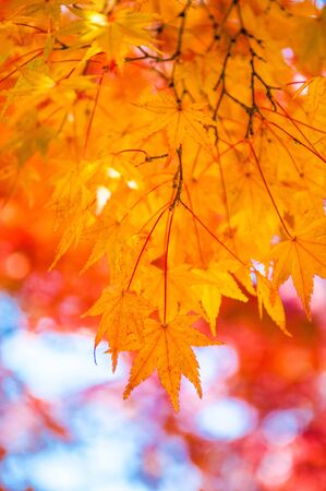 Yellow maple leaves during autumn in Japan