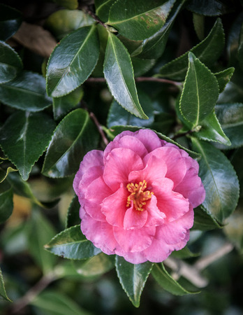 Pink Camellia with deep green leaves.の写真素材