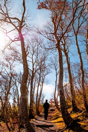 Nature trail in autumn at Dokko pond park, Yamagata, Japan.のeditorial素材