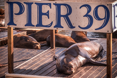 Sea lions and pier 39 sign.の写真素材