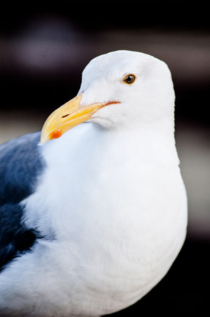 The close up shot of Seagull.の写真素材