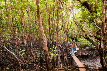 A woman explored mangrove forest in Thailand.の写真素材