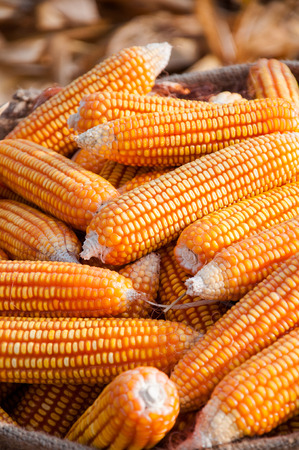 Beautiful yellow ears of corn.の写真素材