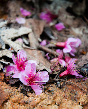 Cherry blossom on stone surface and dried leaves.の写真素材