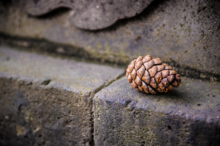 A Pine Cone on concrete ground