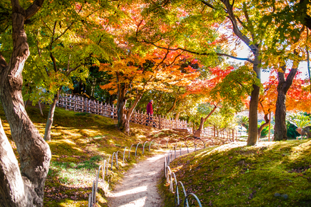 Autumn leaves in Okayama castle park, Okayama, Japanのeditorial素材