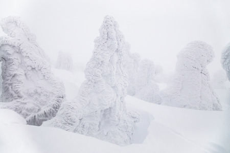 Snow monster at Mount Hakkoda in winter or white snow covered pine tree, Aomori, Tohoku, Japanの写真素材