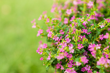 Pink flower shrupp of False Heather, Mexican false heather, Hawaii false heather, elfin herb, or...
