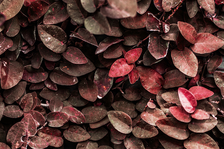 Rich Green leaves background. Ficus pumila plant on the wallの写真素材