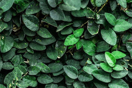 Rich Green leaves background. Ficus pumila plant on the wallの写真素材