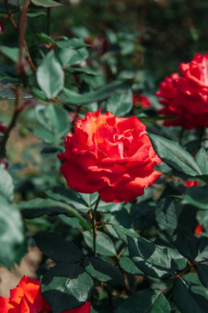 Single red rose with green leaves bush background, vintage film style imageの写真素材
