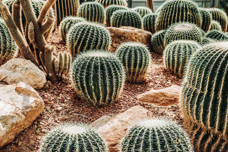 Beautiful Cactus greenhouse with rocky ground and stones. Golden Barrel Cactus, Echinocactus Grusoniiの写真素材