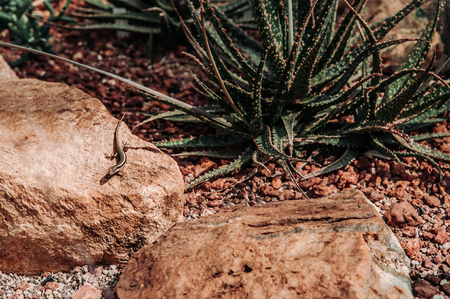 Beautiful group of Succulent cactus Aloe on rocky ground and lizardの写真素材