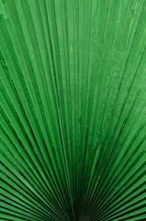 Beautiful Imperfect natural texture of plam leafの写真素材