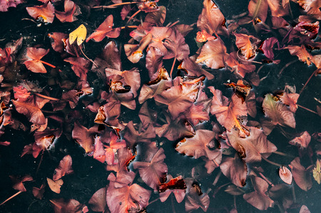 Beautifull vintage look, Red - copper lotus leaves or water lily from top angle, nature pattern and textureの写真素材