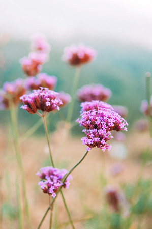 Small Beautiful tiny Pink purple blooming verbena bonariensis with blur background