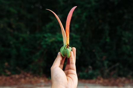 Beautiful red and green Dipterocapus alatus flying seed Roxb Seeds in a  man hand with forest backgroundの写真素材