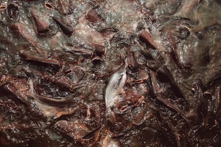 Large group of Iridescent shark Fish Striped catfish or Sutchi catfish in river in Thailandの写真素材