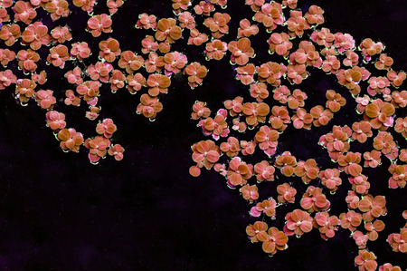 Pistia stratiotes or Pistia or Water cabbage or Water lettuce or Nile cabbage or Shellflower in nature pondの写真素材