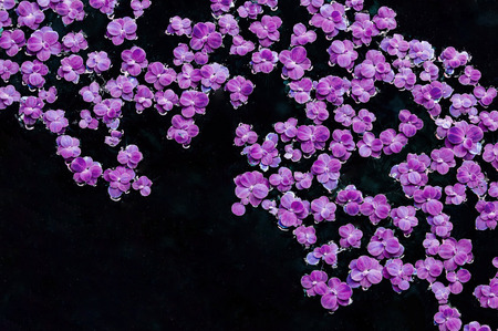 Pistia stratiotes or Pistia or Water cabbage or Water lettuce or Nile cabbage or Shellflower in nature pondの写真素材