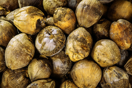 Group of Coconuts,  old grunge dirty yellow coconuts for decoration