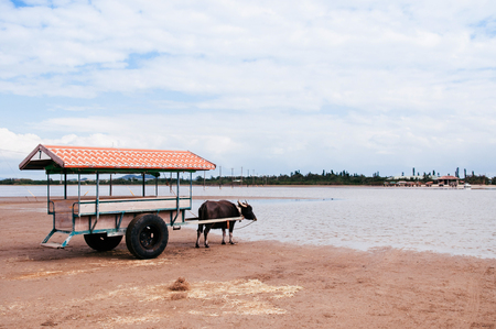 Okinawa, Japan : Water Baffalo cart tour on the beach at Iriomote with nature sceneの写真素材