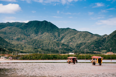 Water Baffalo cart tour on the beach at Iriomote with nature sceneのeditorial素材
