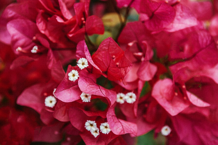 Close up beautiful detail of tropical pink bougainvillea paper flowers