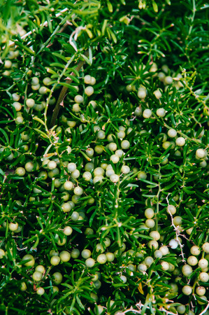 Close up Juniper Shrub with berries in the garden. Juniperus horizontalis Moench or Juniperus...