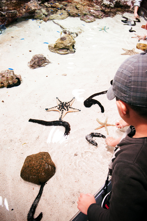 JAN 28, 2013 Naha, Okinwa, JAPAN : Asian kid enjoy touching starfish and sea cucumber in Inoh tank at the Churaumi Aquarium in Okinawa, Japan, famous tourist attraction.のeditorial素材
