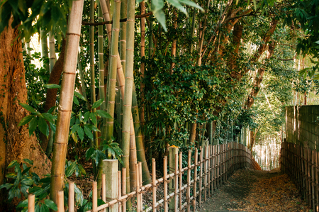 Green peaceful bamboo forest and small dirt alley, Sakura city, Chiba, Japanの写真素材
