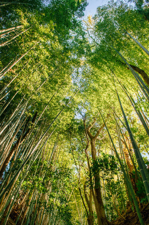 Green peaceful Bamboo forest shot against sky, Sakura city, Chiba, Japanの写真素材