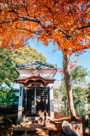 DEC 11, 2012 Chiba, JAPAN - Colourful red yellow autumn leaves foliage and shrine of Former Hotta House in Samurai village Sakura cityのeditorial素材