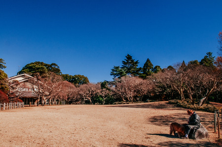 DEC 11, 2012 Chiba, JAPAN - Old Park at former Hotta Samurai house with tree in autumn in Sakura city, famous Edo Samurai village near Tokyo.のeditorial素材