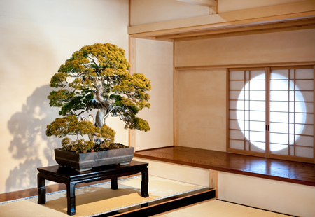 DEC 10, 2012 Omiya, Saitama, JAPAN - Juniper Bonsai on wooden table in traditional Japanese style room at Omiya Bonsai Museum in Bonsai villageのeditorial素材