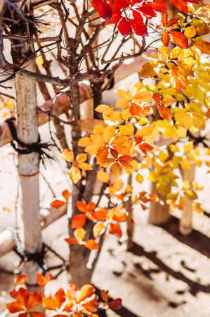 Colourful Autumn tree foliage and bamboo fence, nature shot of Narita, Japan, Horizontal shotの写真素材